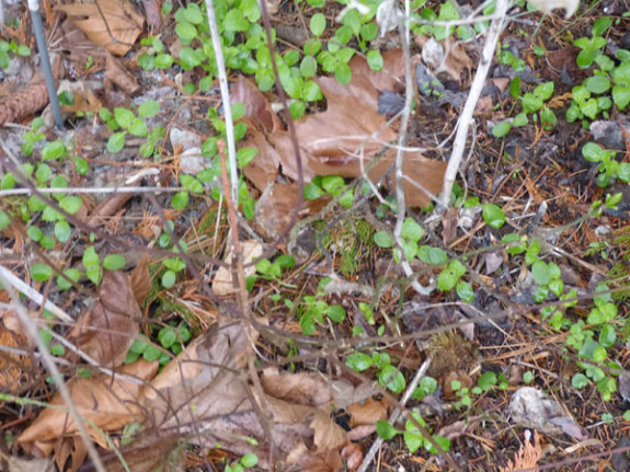 grotere kiemplantjes