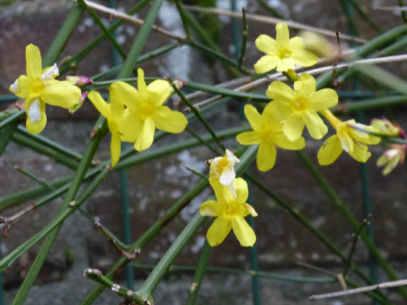 winterjasmijn