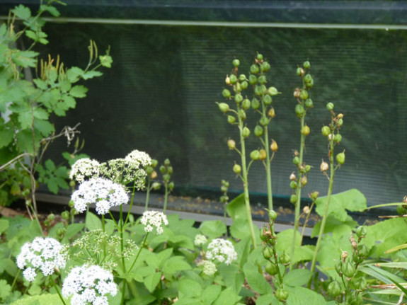 zevenblad en wilde hyacint