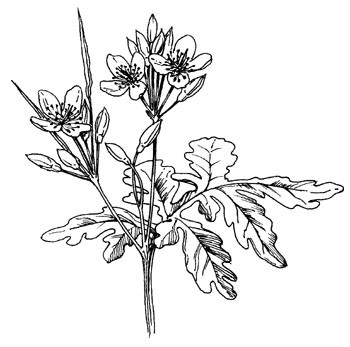 stinkende gouwe tekening
