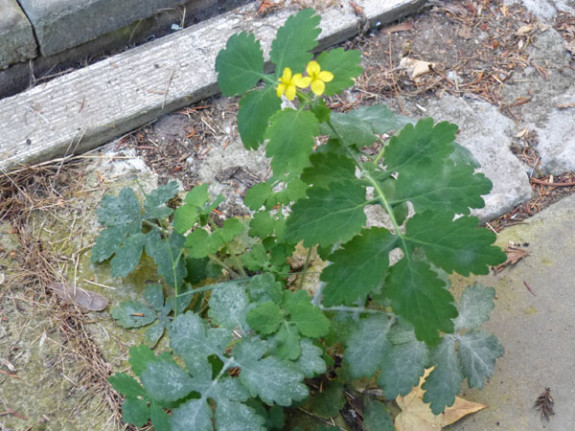 stinkende gouwe in spleet