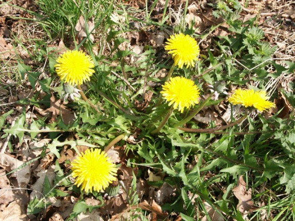 Gewone paardenbloem - Taraxacum officinale