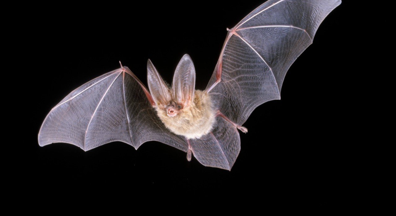 Nieuwe werkgroep Zoogdieren