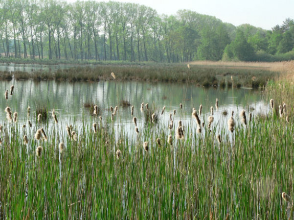 zicht op visvijver Valkenhorst