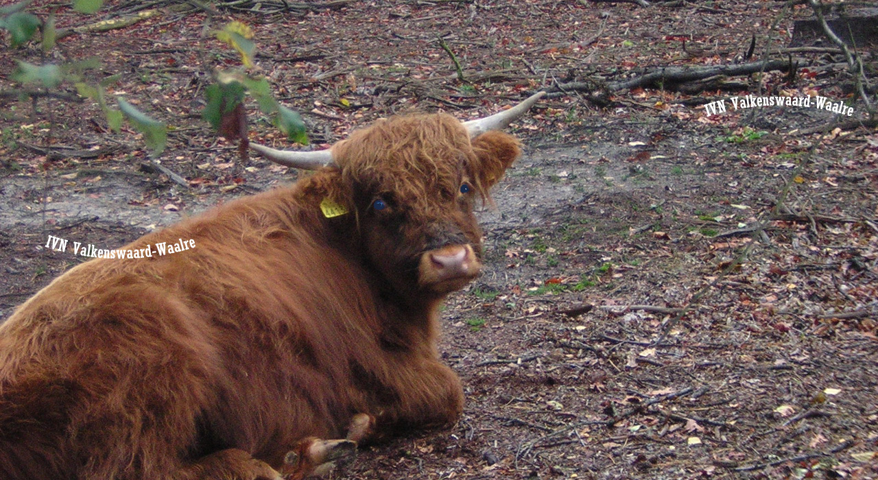 galloway 1280