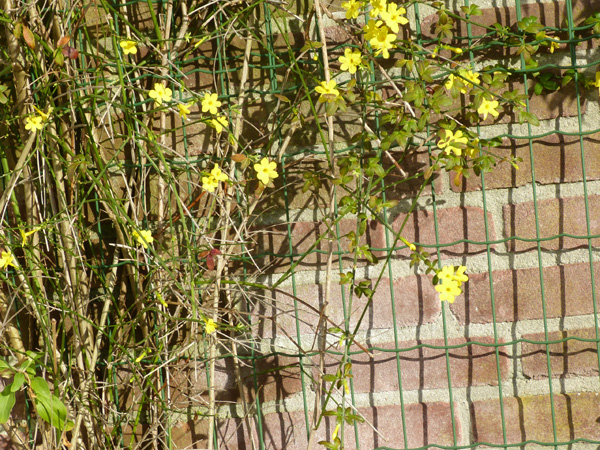 winterjasmijn tegen muur 4op3