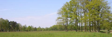 Tongelreep Achtereind kop 3op1