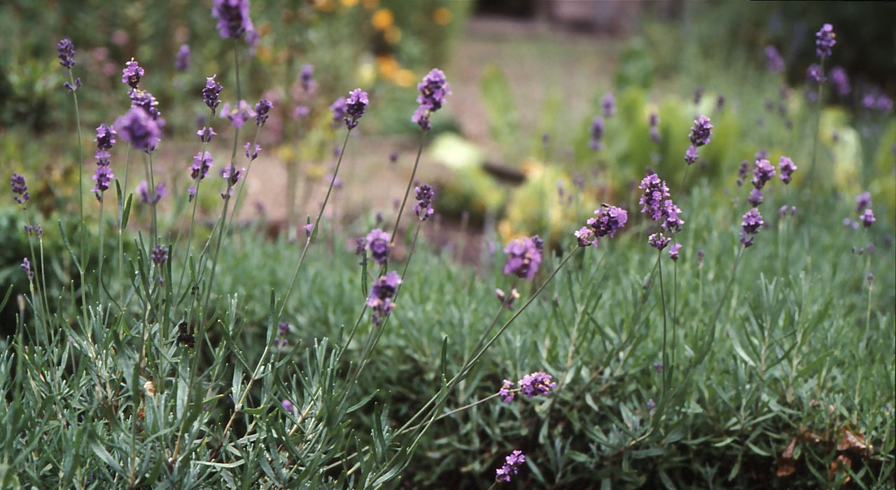 lavendel kop 1280x700