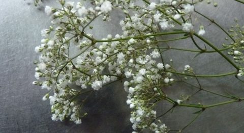 gipskruid kop 1280x700