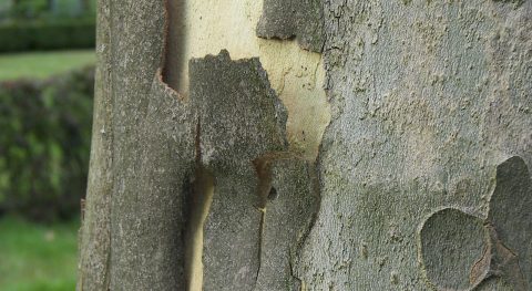 plataanschors kop 1280x700