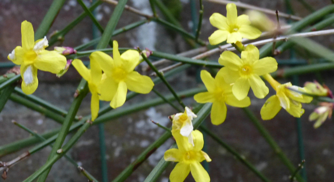 winterjasmijn kop 1280