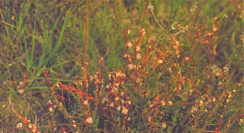 klein warkruid kop 1280