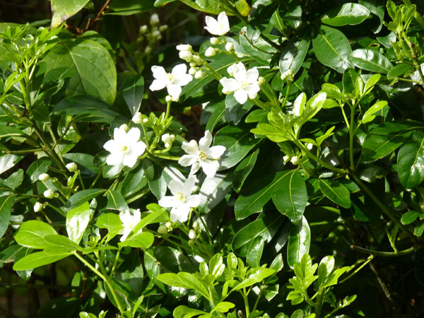 choysia ternata tweede bloei 4op3