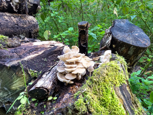 paddenstoelen vlindertuin 4op3