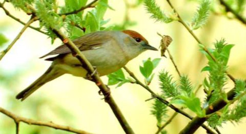 vawa zwartkop kop 1280