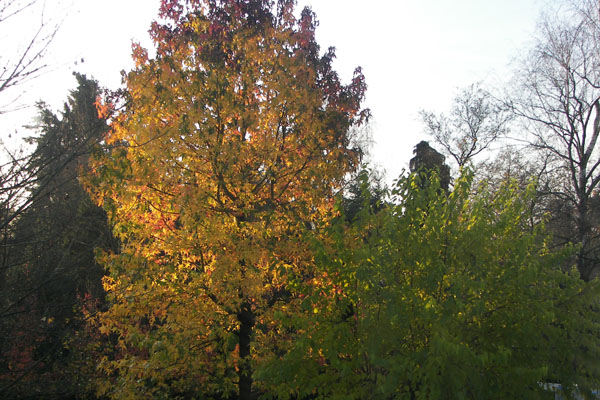 Amberboom in herfstzon 4op3