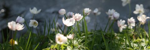 anemonen kop 3op1