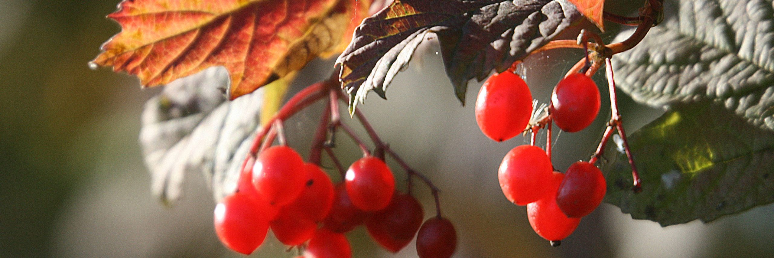 Gelderse roos bessen kop 3op1
