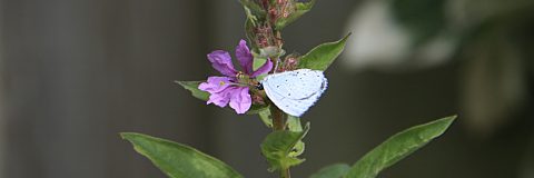 boomblauwtje kop 3op1