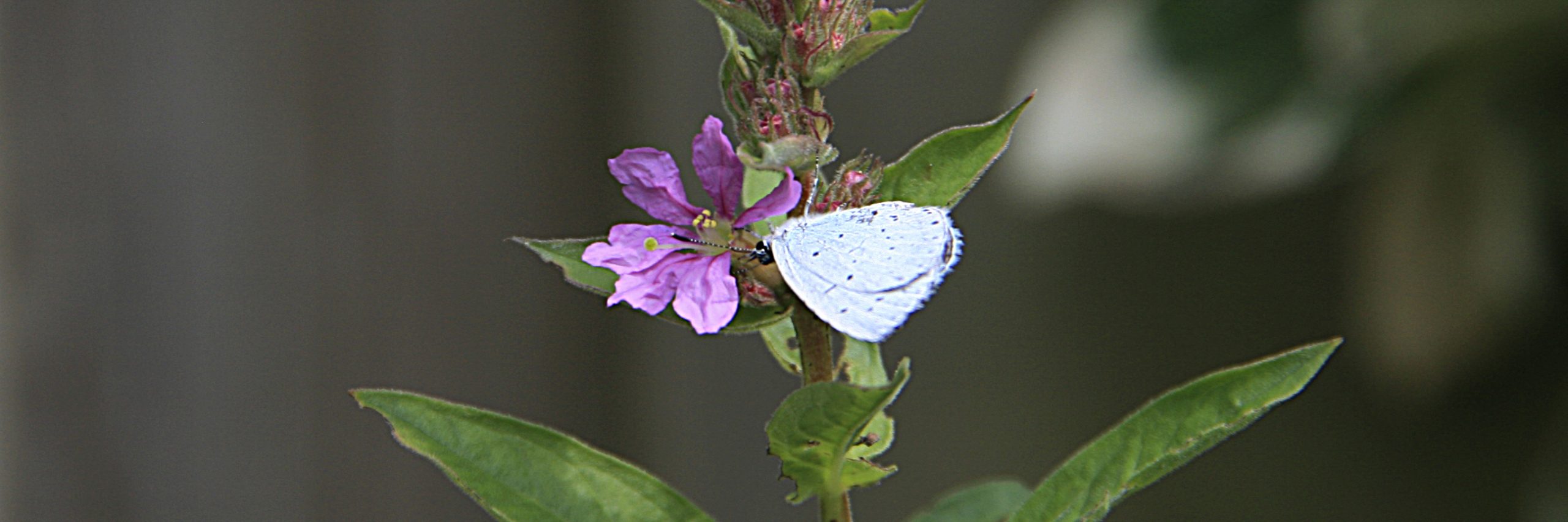 boomblauwtje kop 3op1