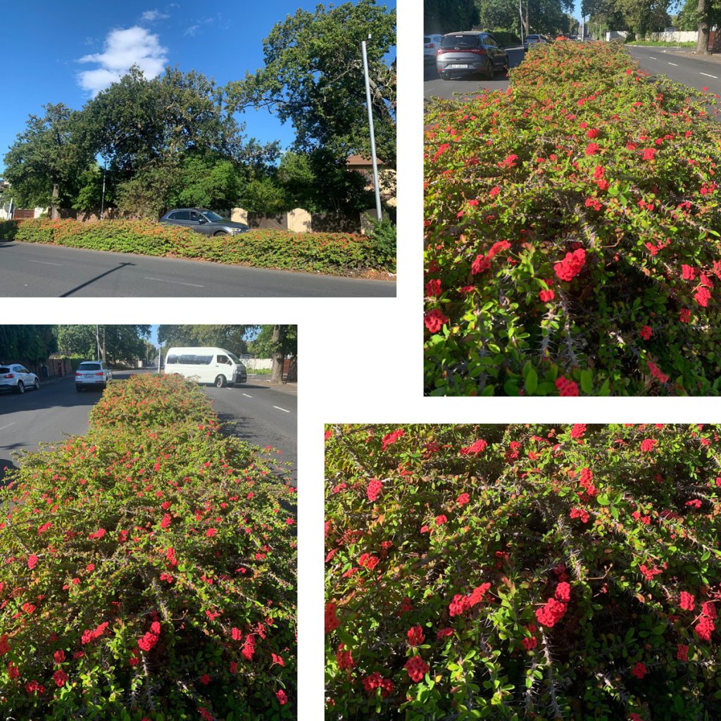 christusdoorn z-afrika collage 1op1