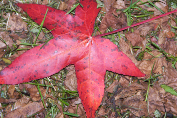 vawa herfstblad amberboom 3op2