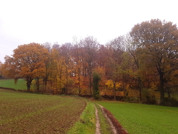 vawa herfstkleuren Limburg 4op3