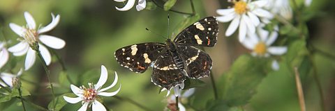 landkaartje kop 3op1