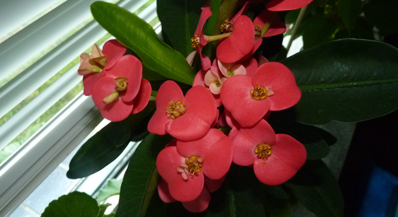 christusdoorn kop 1280