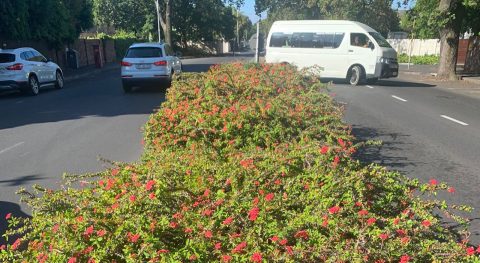 vawa christusdoorn z-afrika kop 1280