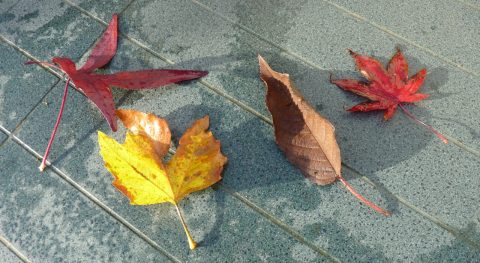 vawa bladvormen en kleuren kop 1280