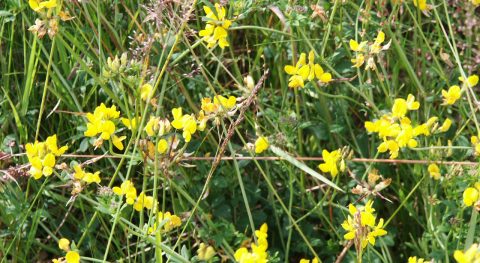 vawa gewone rolklaver kop 1280