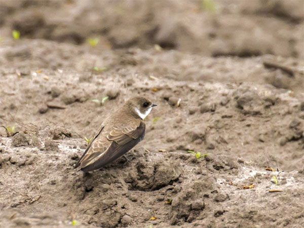 vawa oeverzwaluw 4op3