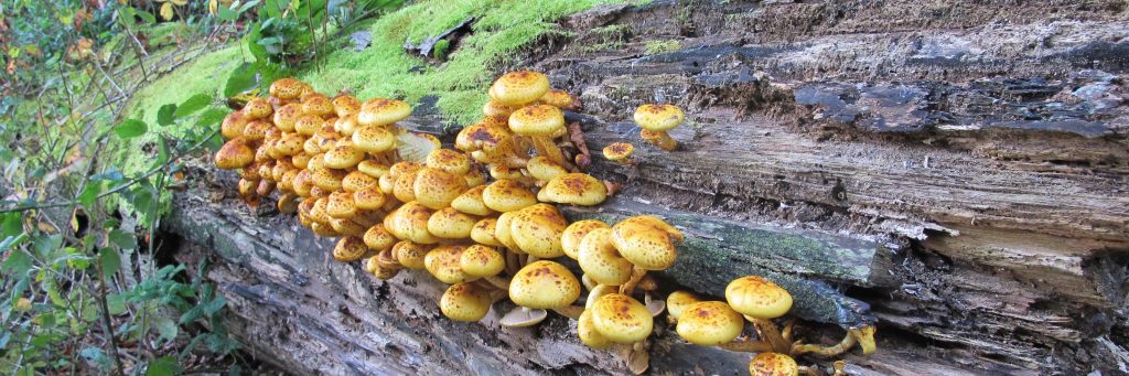 zwammen op dood hout kop 3op1