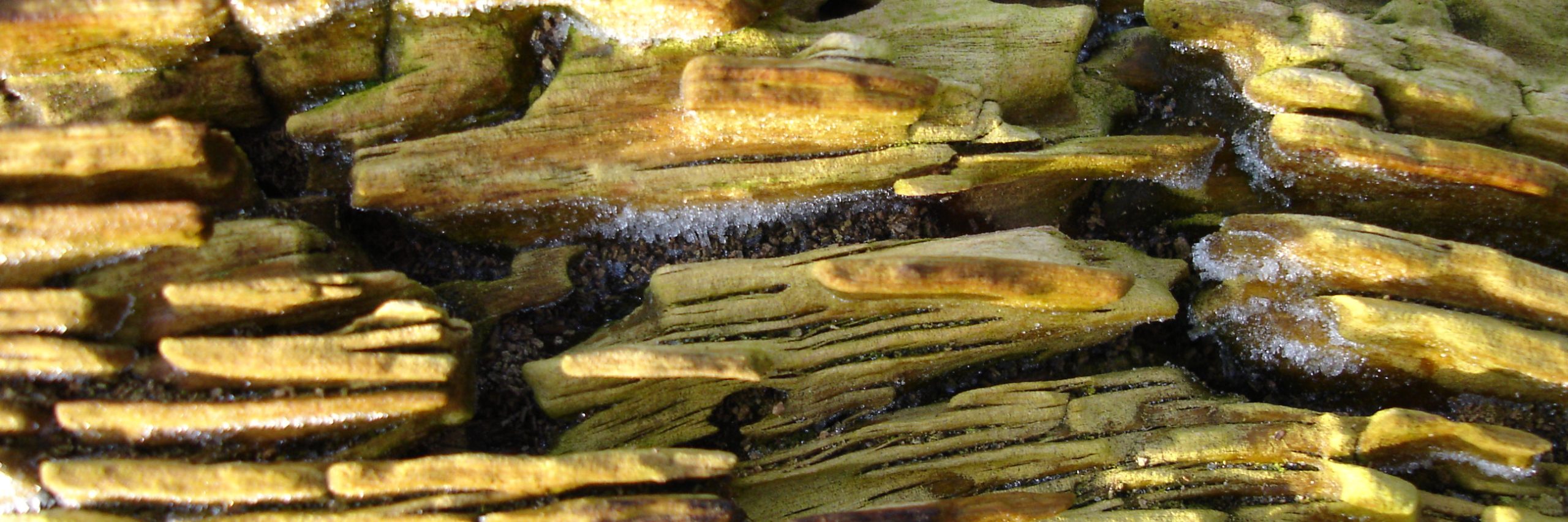 Gespleten en bemoste, met ijs bedekte houtstructuur in close-up in zonlicht.