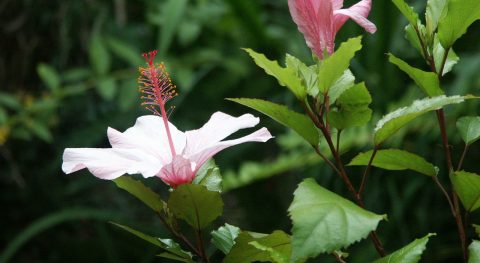 hibiscus bloemen kop 1280