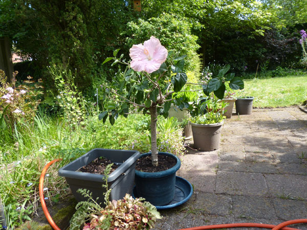 hibiscus bloem 20 cm 4op3