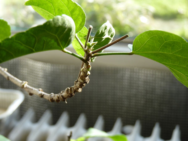 hibiscus takeinde 4op3