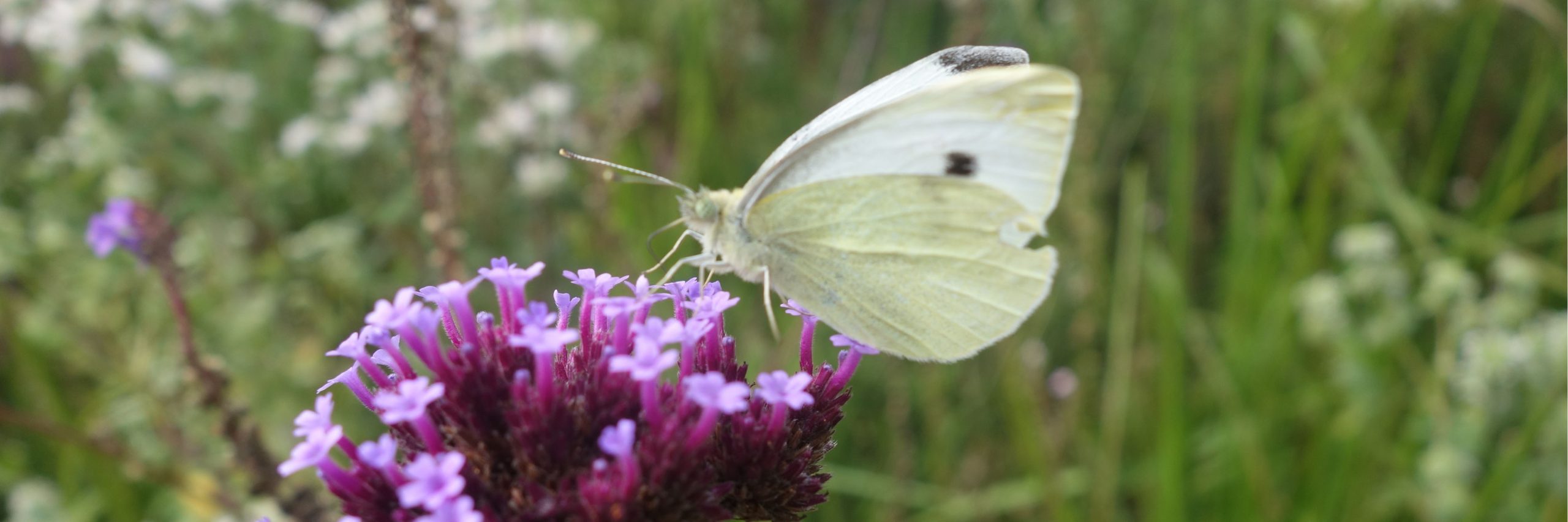 biodiversiteit witje op verbena 3op1
