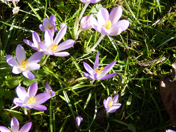 bloeiende boerenkrokus 4op3