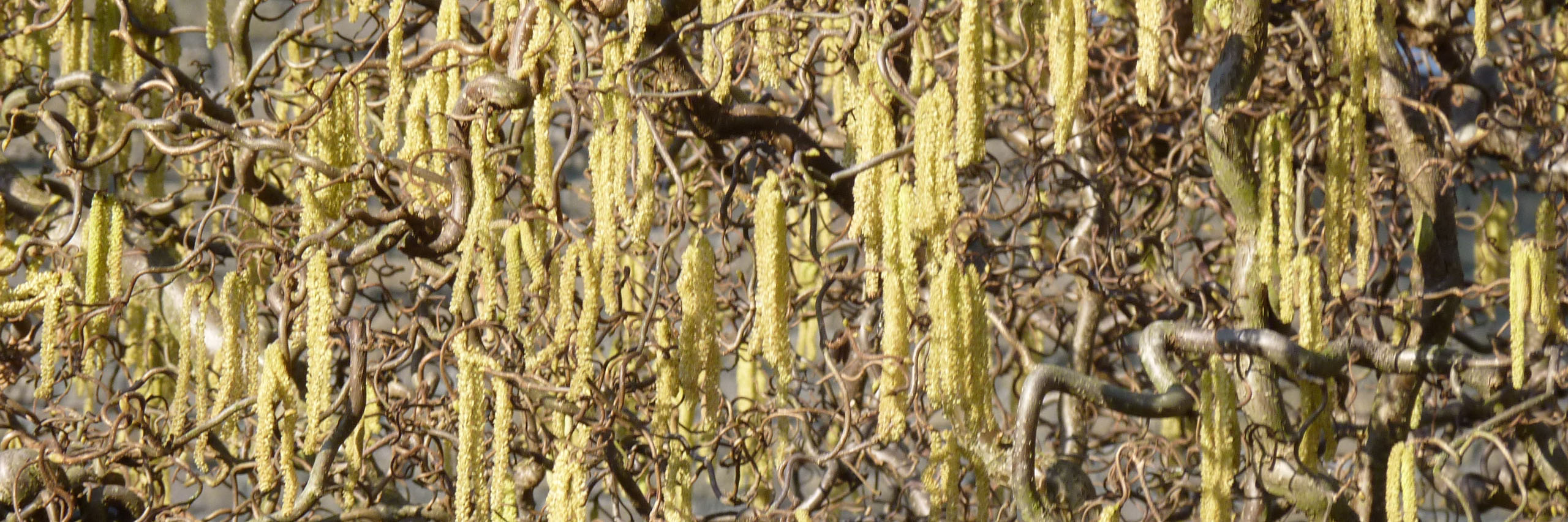 bloeiende kronkelhazelaar kop 3op1