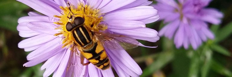 aster met zweefvlieg kop 3op1