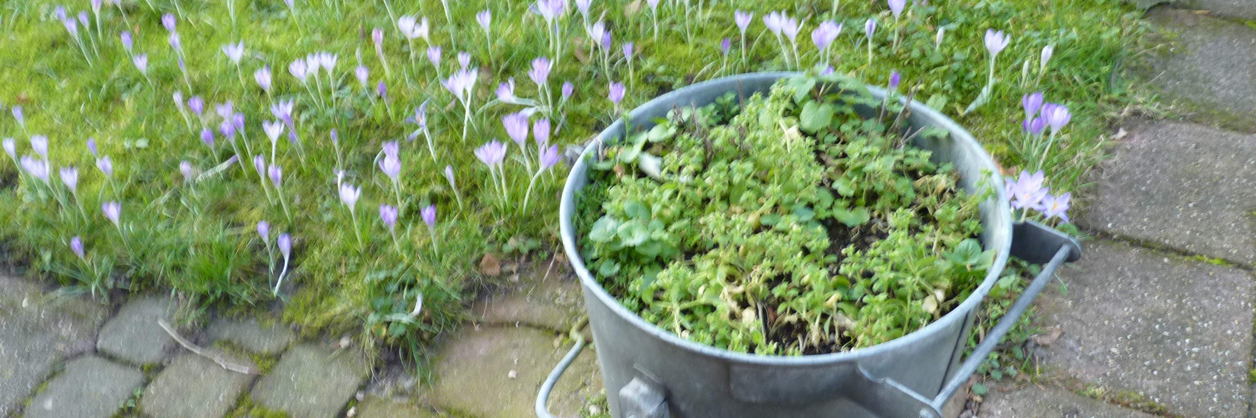 boerenkrokus en opvolgers in vuilnisbak kop 3op1