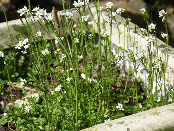 kleine veldkers in pot 4op3