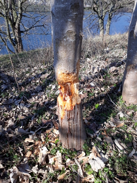 boomstam met knaagwerk bever 3op4