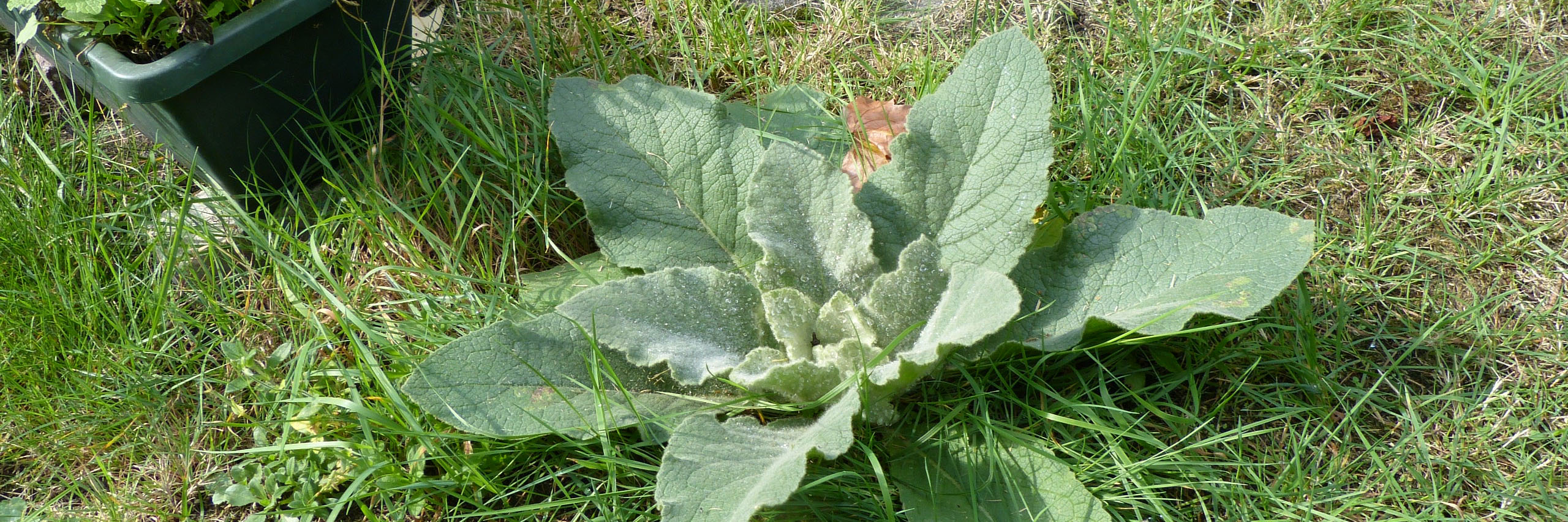 wortelrozet viltig vingerhoedskruid kop 3op1