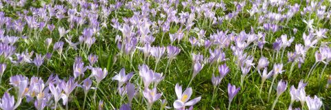 krokussen rijke bloei kop 3op1
