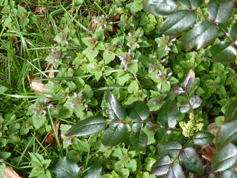 paarse dovenetel 4op3