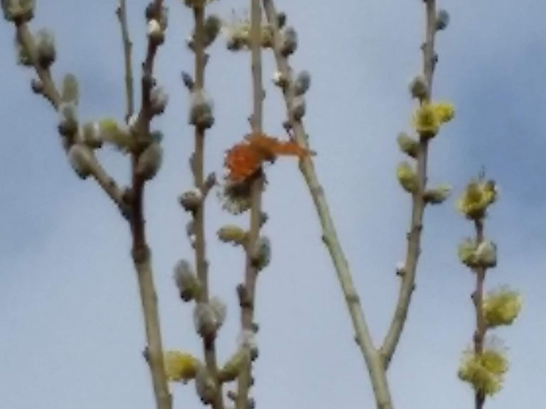 vlindertuin gehakkelde aurelia op wilg 4op3