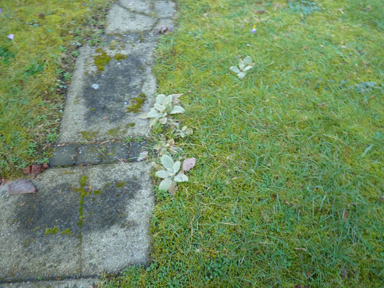 wortelrozetten koningskaars 4op3